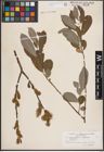 Foto von Salix cinerea L.